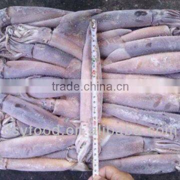 illex argentinus squid