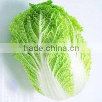 fresh cabbage chinese cabbage chinese beijing cabbage long cabbage