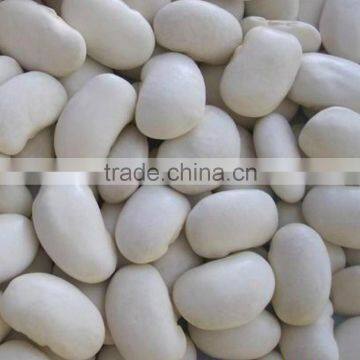 we are supplying larger white kidney beans with good quality for sale