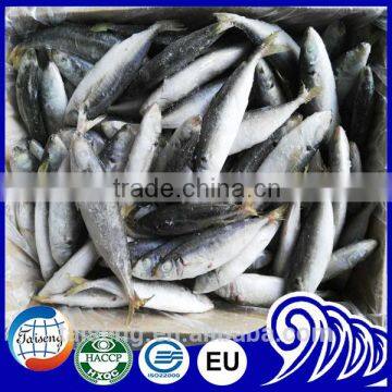 China IQF Frozen Round Scad Seafood Fish For Exporting