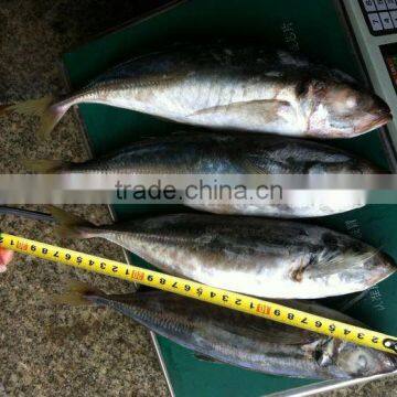 IQF Frozen Horse Mackerel