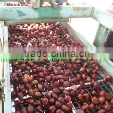 wholesale fresh chinese chestnut