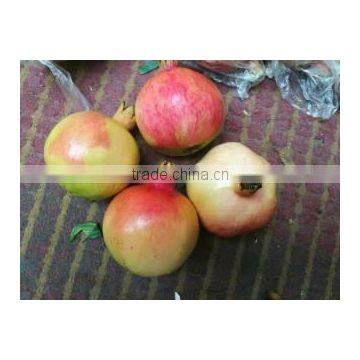 Fresh Pomegranate for Sales photo-2