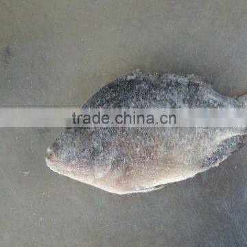 2015 New season of frozen tilapia from China