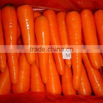 Fresh New Carrot Price in China of 2014