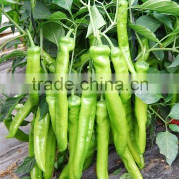 Hybrid high yield green pepper seeds for growing-Green US