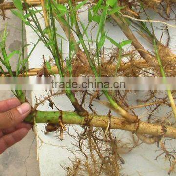 Perennial Plants Bamboo Seedling