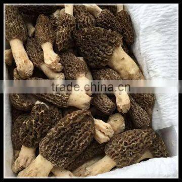 Dried Morchella Esculenta, Dried Morchella Conica Factory Price