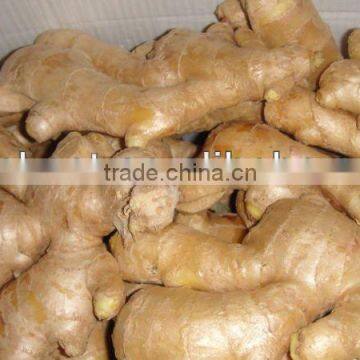 Fresh Mature Ginger photo-3