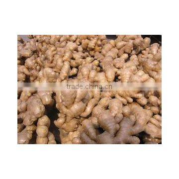 Air-Dried Ginger in Low Price