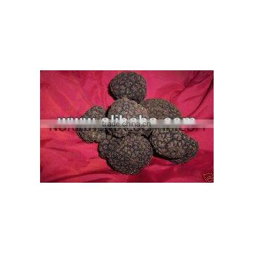 aphrodisiac BLACK ITALIAN TRUFFLE TUBER UNCINATUM