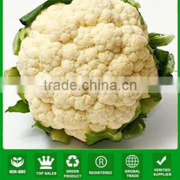 NCF36 Xiyou Chinese cauliflower seeds for sale, seeds producer