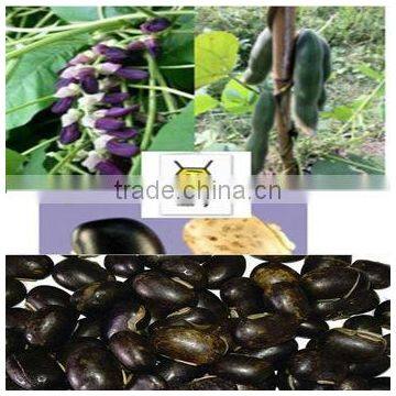 Aphrodisiac Medicine Velvet Bean /Mucuna Capsule Pruriens photo-3