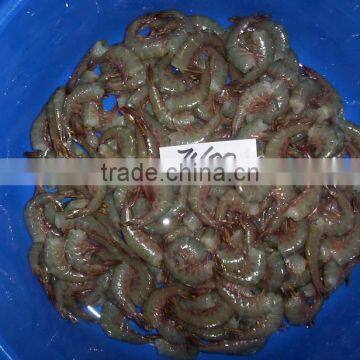 HLSO Shrimps Poovalan photo-3