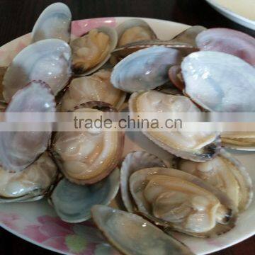 frozen short necked clam with shell IQF