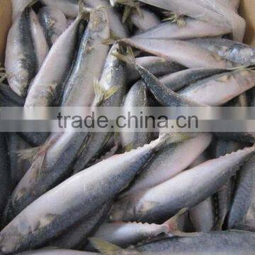 FROZEN MACKEREL fish(BQF) NEW ARRIVAL