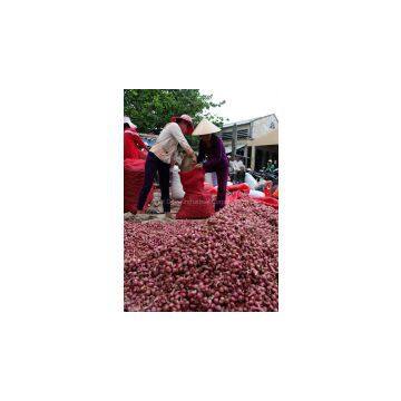 Dried RED PURPLE ONION Vietnam 2016 (Jolie Whatsapp Viber 84 98 358 7558)