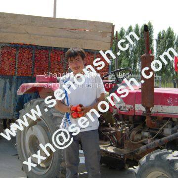 Tomato Paste Production Line 300tons per Day photo-3