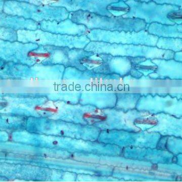 Plant Leaf Slides , Plant Leaft Epidermis Slides ,leaf Slides of Botany,leaf Spidermis Slides photo-5