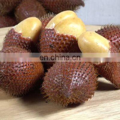 WHOSALE SWEET AND SOUR SALAK/SALACCA/ZALACCA FTUIT MADE IN VIET NAM photo-5