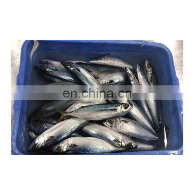Weihai Seafood Frozen Pacific Mackerel photo-4