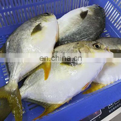 IQF золотой камбала, замороженная золотая камбала, золотой морской карась