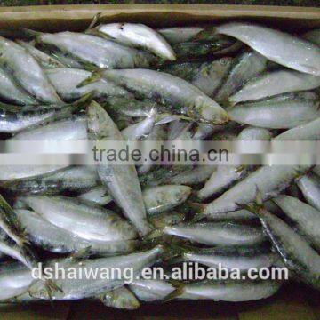 Whole Round BQF Frozen Fish Sardine Fish photo-2
