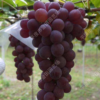 ruby Grape Seedlings Grape Vines