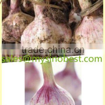 2016 fresh garlic,normal white garlic, pure white garlic