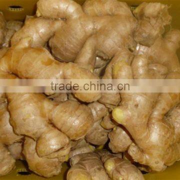 ginger export