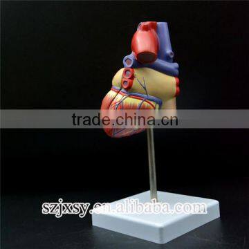 China handmade educational heart and skull model