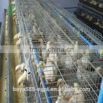 Poultry Farm Day Old Layer Chicks Cage photo-4
