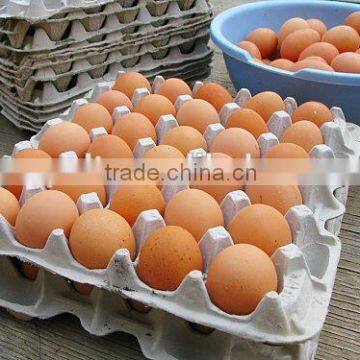 Efficient Pulp Small Machine Making Egg Tray photo-5