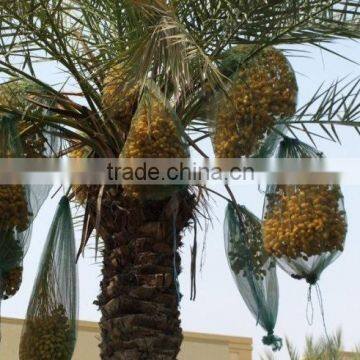 HDPE date palm tree bag