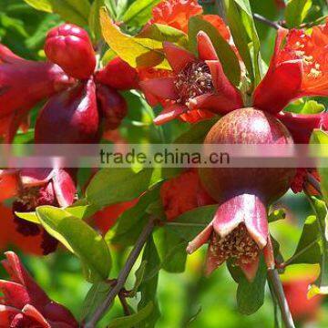 Talya Pomegranate Seed Oil