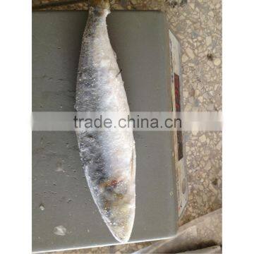 Big size wholesale sardines