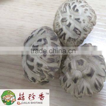 white flower shiitake mushroom dried with different size 3-6cm