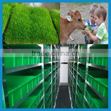 1000KG daily barley germination machine / barley grass growing machine