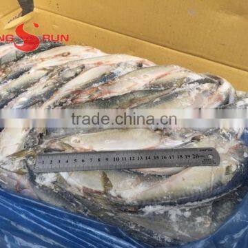 Pacific Mackerel Fish photo-6