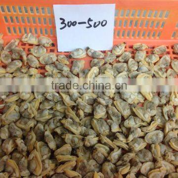 Tasty and Delicious Best Frozen Baby Clam Meat photo-4