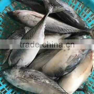 New Catch Bonito Tuna Whole photo-3