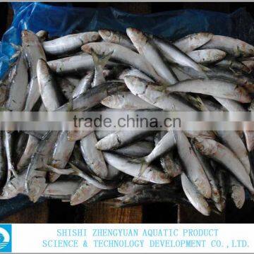 for Canned Frozen Sardine photo-2