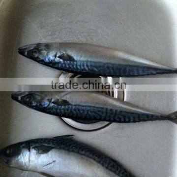 2016 Landing Sea Frozen Mackerel 150-200g photo-3