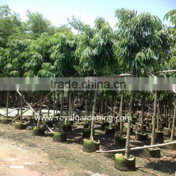 Ficus longifolia plants dia 6-20cm