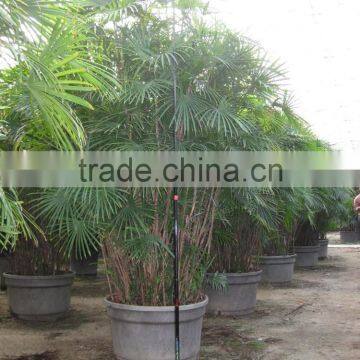 Rhapis Multifida photo-2