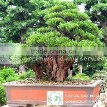 Syzygium buxifolium bonsai trees