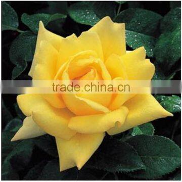 Promotional roses flowers kenya flowers exporters for birthdays