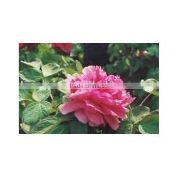 Tree Peony Plant Root Ping Shi Yan