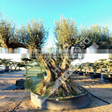 Fargas Collection - Millenary Olive Trees