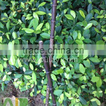 Black Tonkin Bamboo Cane/pole